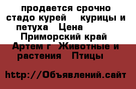 продается срочно стадо курей 23 курицы и 3 петуха › Цена ­ 14 000 - Приморский край, Артем г. Животные и растения » Птицы   